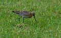 Svarthalespove - Black-tailed Godwit (Limosa limosa)